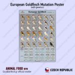 Plakát GOLDFINCH Mutations