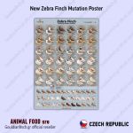 Plakát ZEBRA FINCH Mutations