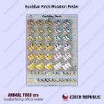 Plakát GOULDIAN FINCH Mutations