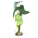 Terarijní rostlina Monstera L 45cm