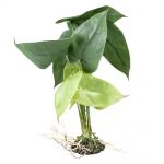 Terarijní rostlina Alocasia M 35cm