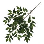 Terarijní rostlina Banyan green