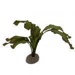 Akvarijní rostlina Echinodorus green 5cm