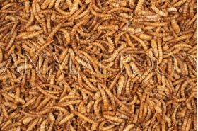 Deli Nature ChiX Mealworms