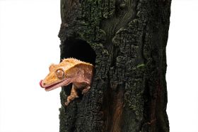 Terarijní dekorace Gecko tree