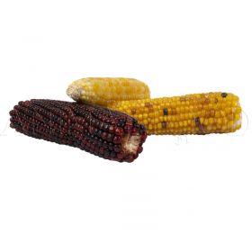 Kukuřičky pro hlodavce Corn Cob Mix