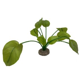 Akvarijní rostlina Anubias green 17cm