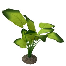 Akvarijní rostlina Anubias green 20cm