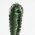Terarijní dekorace Cactus columnar 1