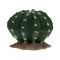 Terarijní dekorace Echinocactus L