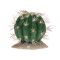Terarijní dekorace Echinocactus M