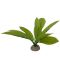 Akvarijní rostlina Echinodorus green 24cm