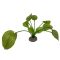 Akvarijní rostlina Anubias green 17cm